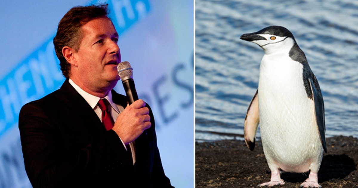 Piers Morgan Penguin