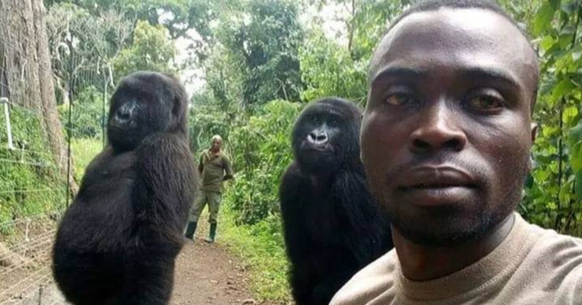 Gorilla Selfie Murdered