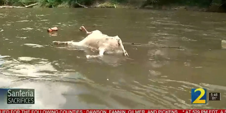 ‘Hundreds’ Of Headless Goat Carcasses Reportedly Dumped Into Georgia River, Investigators Suspect Satanic Santeria Rituals