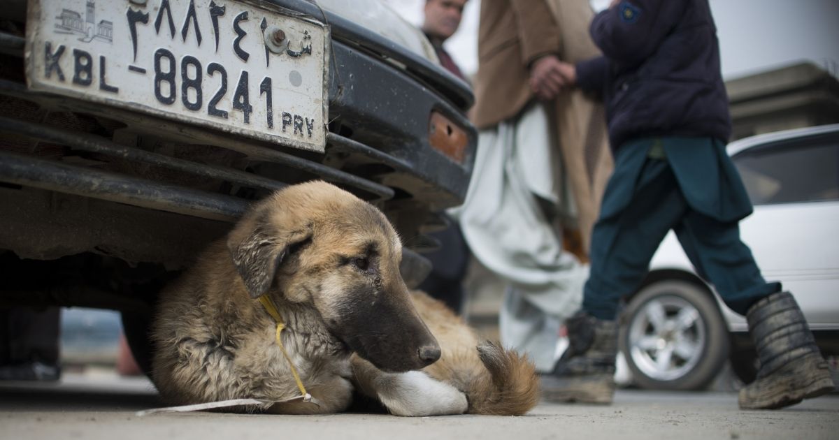 Horrifying Scenes in Post-Biden Afghanistan as Homeless Reportedly Hook Hounds on Heroin to Keep Them Loyal