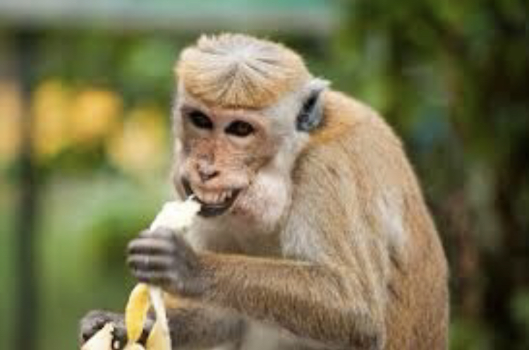 World Health Organization Declares Monkeypox a Global Emergency Despite Opposition of Advisory Panel